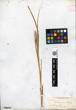 Carex vulcani image