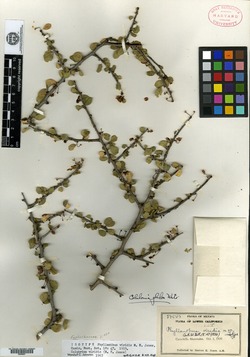 Phyllanthus viridis image