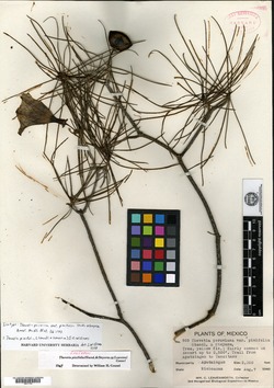 Image of Cascabela pinifolia