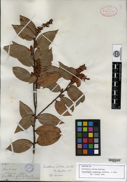 Image of Gaultheria nitida