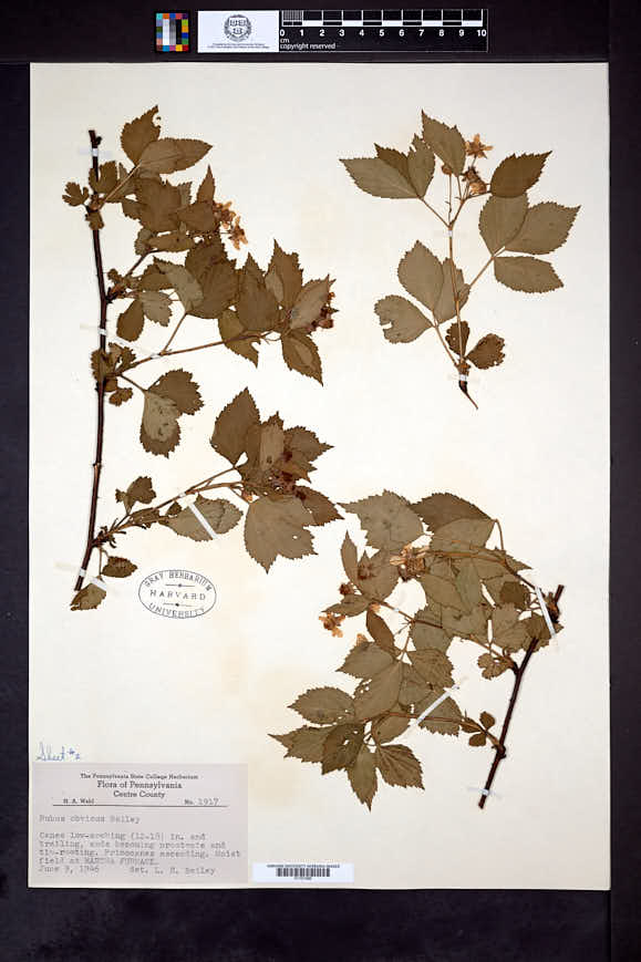 Rubus obvius image