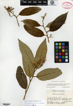 Image of Styrax nicaraguensis