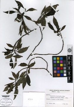 Psychotria brevinodis image