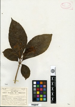 Image of Rauvolfia purpurascens