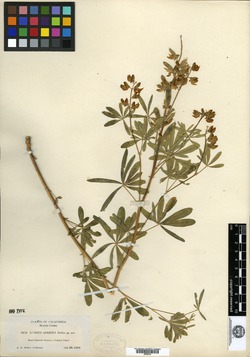 Image of Lupinus apertus