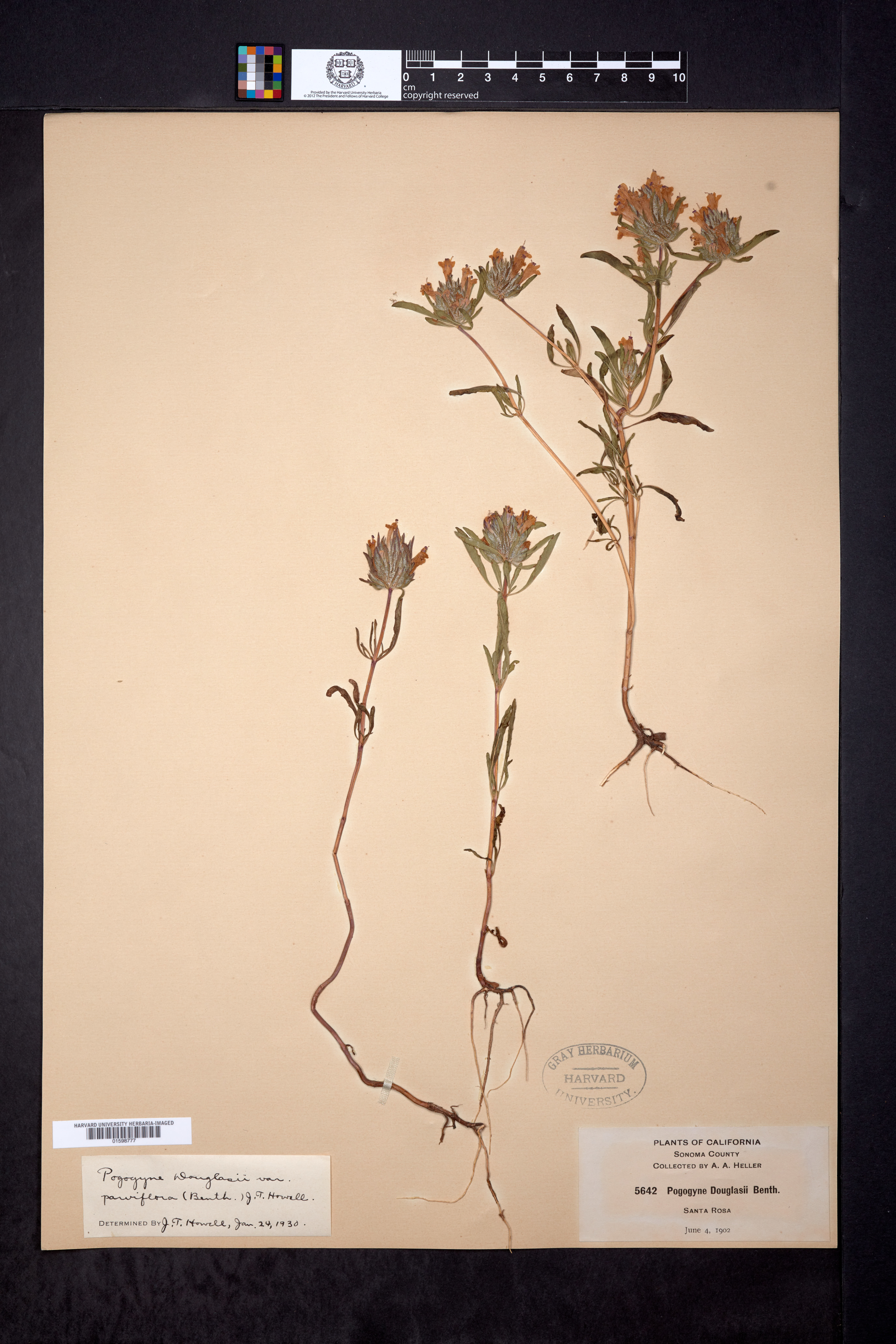 Pogogyne douglasii subsp. parviflora image