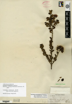 Image of Exostema myrtifolium