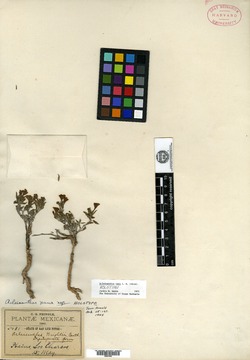 Image of Acleisanthes nana