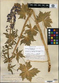 Image of Aconitum obtusiflorum