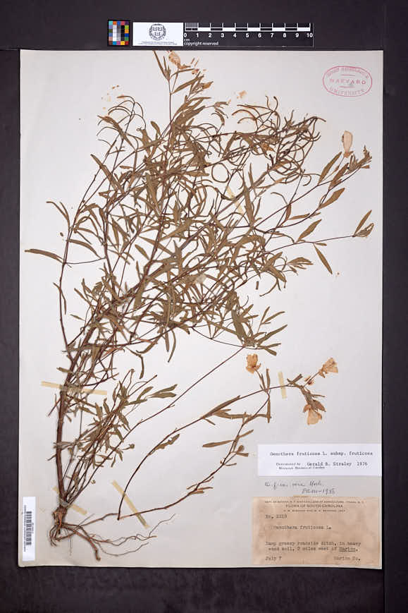 Oenothera fruticosa subsp. fruticosa image