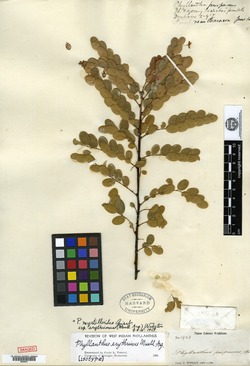 Phyllanthus myrtilloides image
