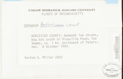 Sphagnum quinquefarium image
