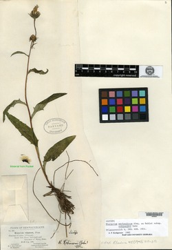 Image of Hieracium robinsonii