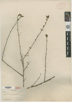 Acalypha coryloides image