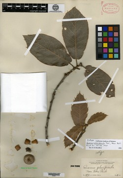 Quercus planipocula image