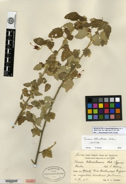 Pavonia heterostemon image