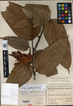 Image of Cavendishia callista