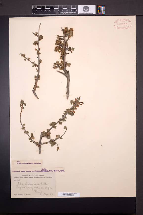 Image of Ribes chihuahuense