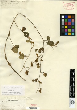 Herpyza grandiflora image