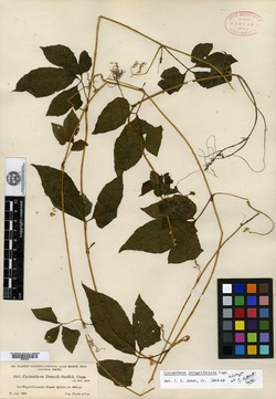 Image of Cyclanthera integrifoliola