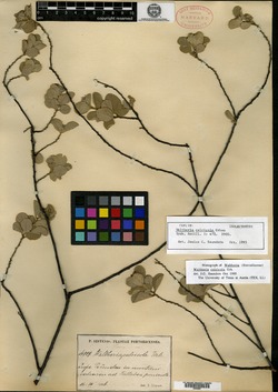 Waltheria calcicola image