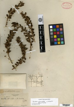 Hechtia reticulata image
