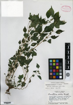 Image of Parietaria macrophylla