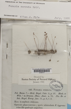 Entosthodon serratus image