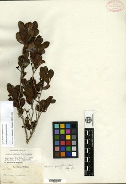 Image of Psidium parvifolium