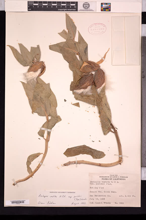 Asclepias vestita subsp. parishii image