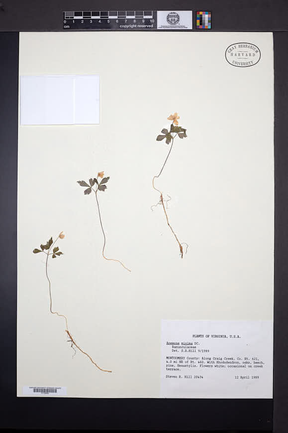 Anemone quinquefolia var. minima image