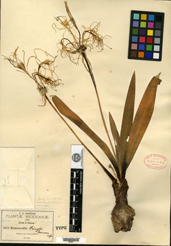 Hymenocallis concinna image