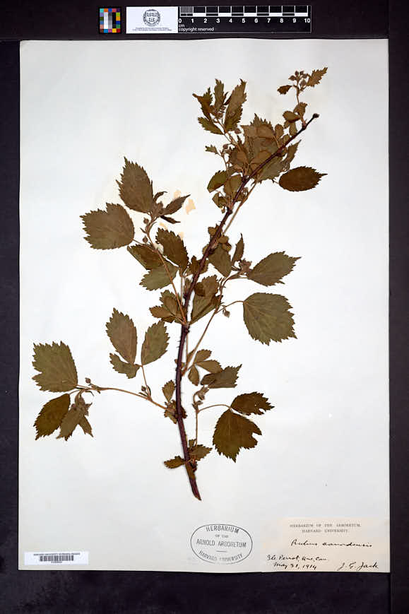 Rubus canadensis image