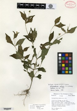 Image of Melampodium nutans
