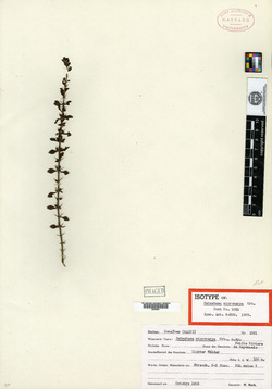 Image of Catesbaea microcarpa