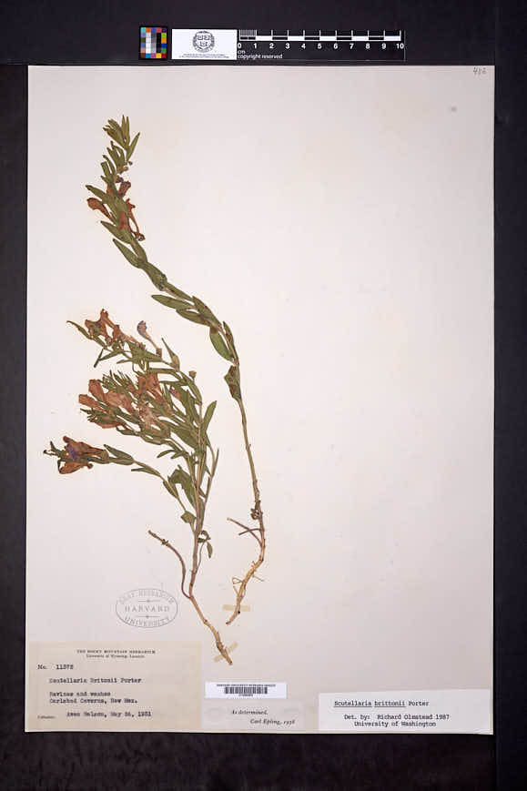 Scutellaria brittonii image
