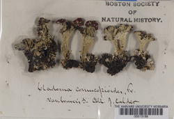 Cladonia cornucopioides image