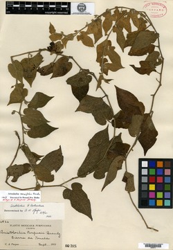 Aristolochia purpusii image