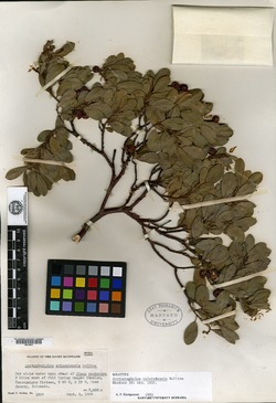 Image of Arctostaphylos coloradensis