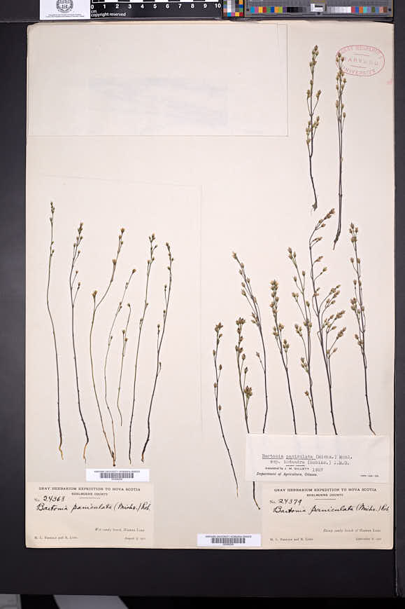 Bartonia paniculata subsp. iodandra image
