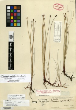 Eleocharis capitata var. borealis image