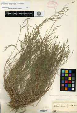 Muhlenbergia subbiflora image