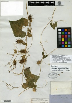 Echinopepon wrightii image
