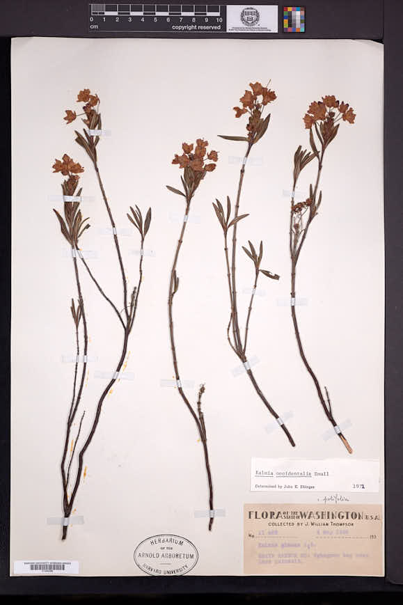 Kalmia microphylla subsp. occidentalis image
