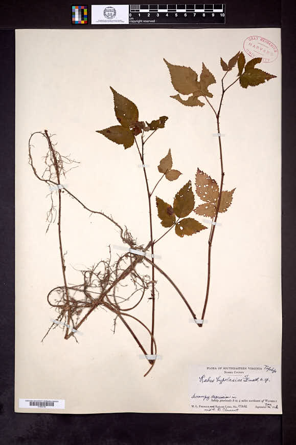 Rubus hypolasius image
