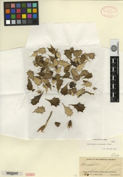 Image of Anastraphia enneantha