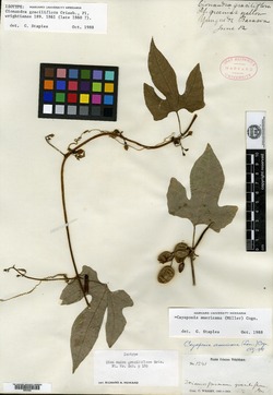 Image of Cayaponia racemosa