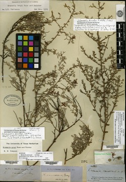 Image of Krameria canescens
