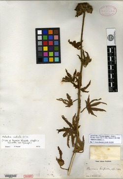 Image of Pavonia hispida