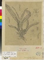 Image of Oncidium nebulosum